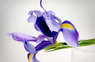 Nature morte d'un iris violet posé sur un verre, visuel illustrant le pilier "Innover durablement" du programme "Sharing Beauty With All".